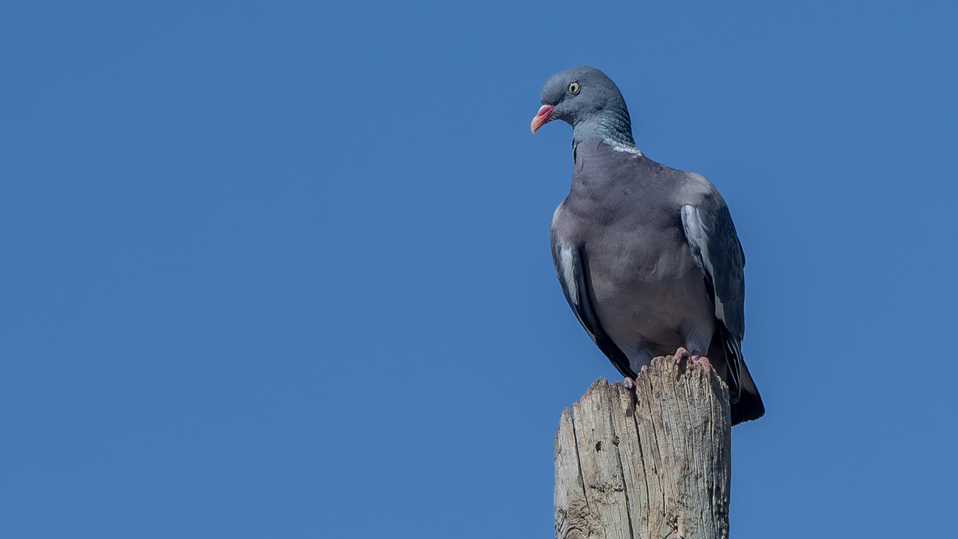 Common Wood-Pigeon — Ana fotoğraf